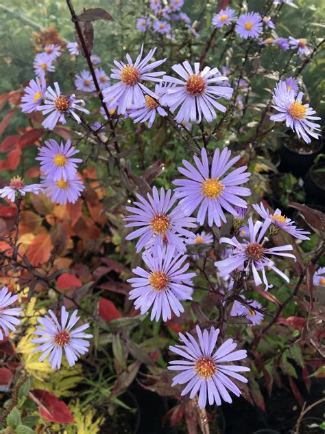 Symphyotrichum (Aster) laeve ‘Calliope’ | Pan Global Plants