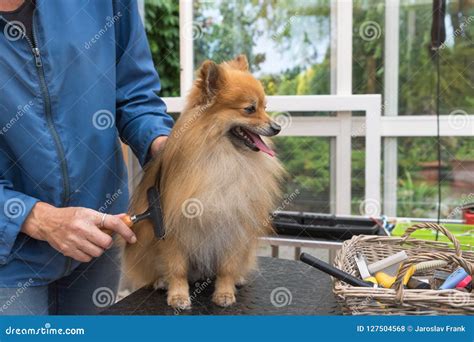 Groomed Pomeranian German Spitz Dog is Looking at a Basket with Stock Photo - Image of brush ...