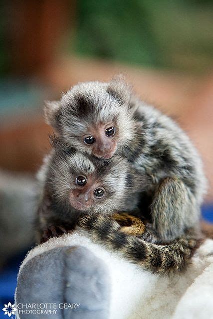 Marmoset Monkey