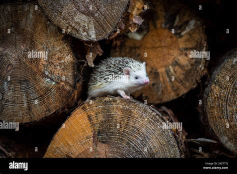 African Pygmy Hedgehog Stock Photo - Alamy