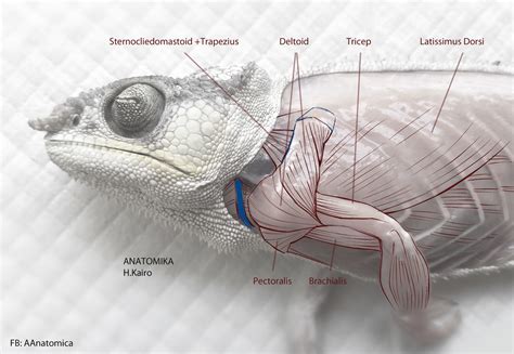 Chameleon Anatomy