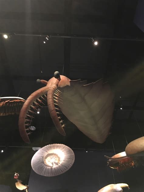 Anomalocaris model at the Sam Noble Oklahoma Museum of Natural History : r/Paleontology