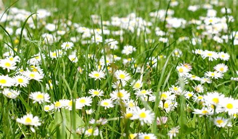 Image libre: fleurs blanches, champ, été, grasss vert, marguerites, herbe