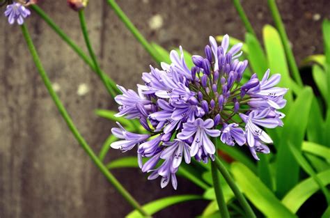 How to Grow Agapanthus in Pots (Complete Guide) - Gardenisms