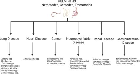 Frontiers | The role of helminths in the development of non-communicable diseases