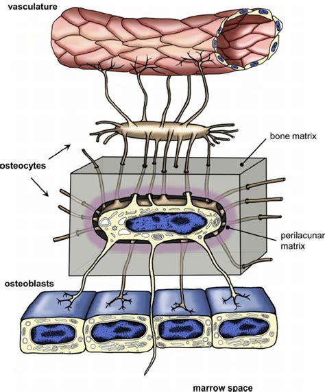 The osteocyte. Schematic representation of an embedded osteocyte... | Download Scientific Diagram