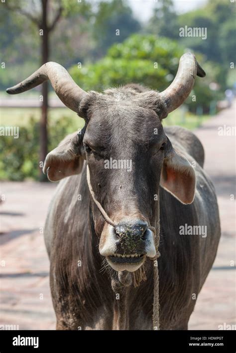 Indian Ox Stock Photos & Indian Ox Stock Images - Alamy