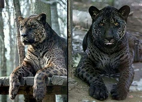 HIBRIDOS WILD CATS - Buscar con Google | Weird animals, Animals wild ...