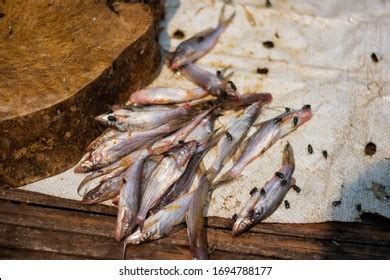 222 Brim fish Images, Stock Photos & Vectors | Shutterstock