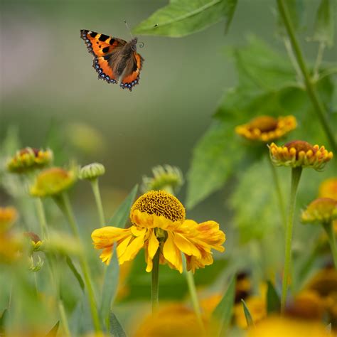 BIF - butterfly in flight! | Sue Cro | Flickr