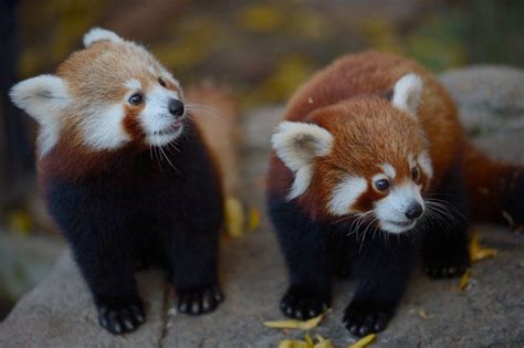 Red Panda Cubs | Cute baby animals, Red panda, Cute animals