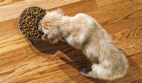 By-Products in Dog Food - What Are They & Should You Be Worried?