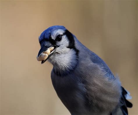 How To Distinguish A Female Blue Jay Bird From A Male - Science Trends