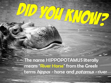 Fun Hippopotamus Facts for Kids - Interesting Information about Hippos | Fun facts about animals ...