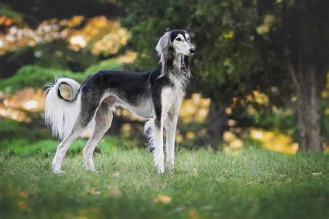 Saluki | Dog Breeds Facts, Advice & Pictures | Mypetzilla UK