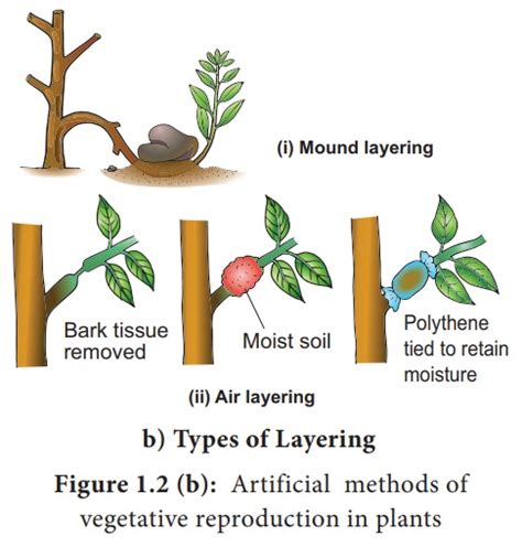 Artificial Vegetative methods - Disadvantages and Disadvantages - Vegetative reproduction in Plants