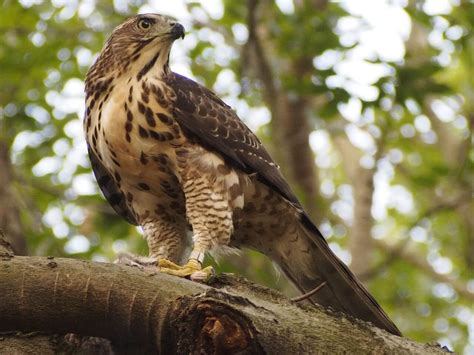 The Wildlife of Erawan National Park - Animals Network