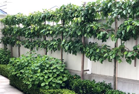 A guide to pleached trees, espaliers & standards | HEDGE Garden Design & Nursery