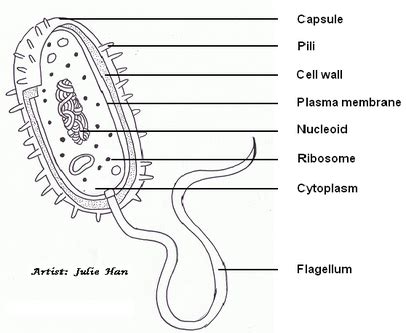 Structure & Function - Escherichia Coli