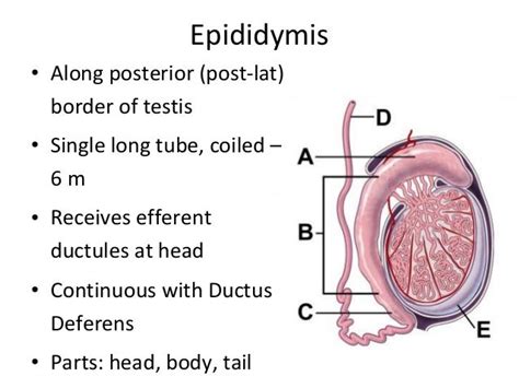 Male repro epididymis vas seminal vescile