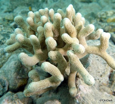 Finger Coral from Saint John, US Virgin Islands, USA on February 24 ...