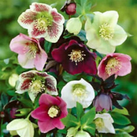 15 Helleborus Christmas Rose Flower Seeds Mix / Winter - Etsy