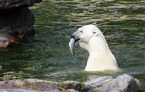 Polar Bear with fish stock image. Image of hunter, polar - 13711565