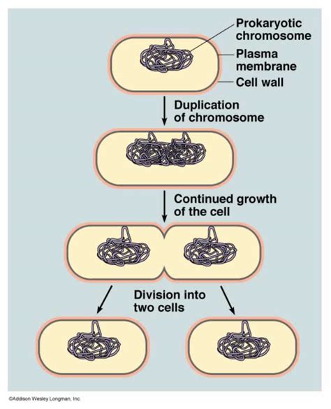 Knowledge Class: Reproduction in Bacteria