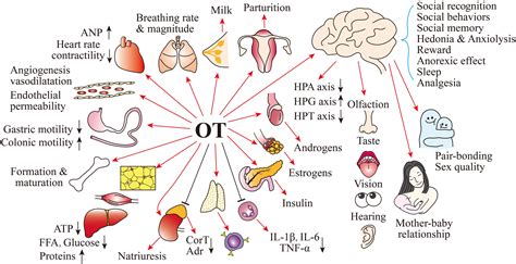 Oxytocin Hormone Function