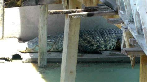 Yai, the World's Largest Crocodile | Thailand Video - YouTube