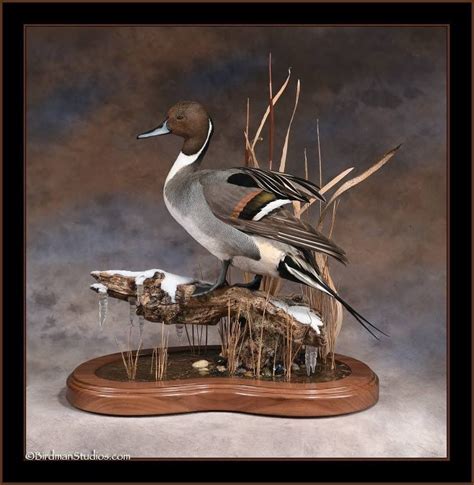 Pintail. | Bird taxidermy, Taxidermy, Waterfowl art