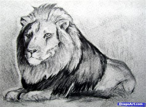 LOL Image: 28 Wonderful Realistic Animal Drawings