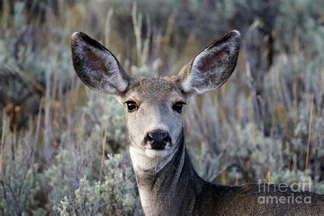 Mule Deer Doe Photograph by Genna Card - Fine Art America