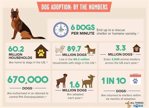 3 Lessons About Dog Adoption From A Shelter Volunteer | Dog adoption ...