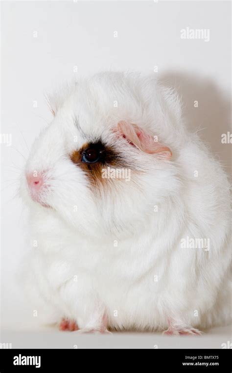 Merino guinea pig cavia porcellus hi-res stock photography and images - Alamy