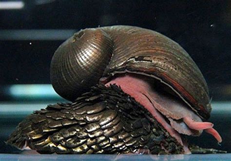 10 Spectacular Snail Species | Scaly feet, Snail, Underwater creatures