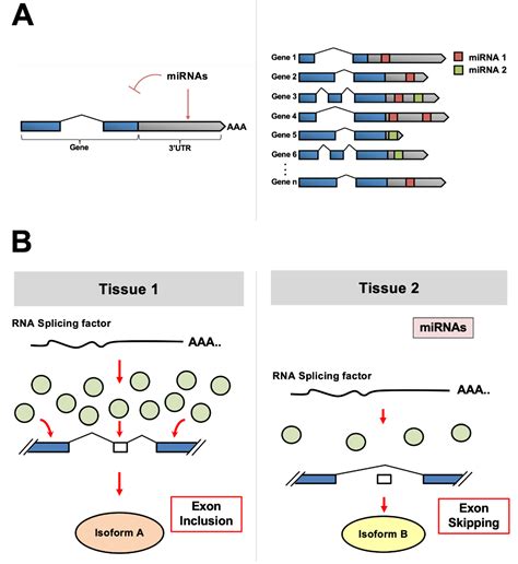 IJMS | Free Full-Text | miRNA-Based Regulation of Alternative RNA ...