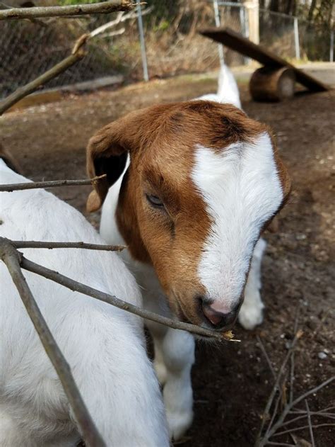 Pin by Sarah Chirita on GOATS | Goat farming, Hobby farms, Goats