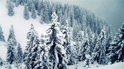 Kişisel Bakım Kategorisi | Winter trees, Tree desktop wallpaper, Forest wallpaper