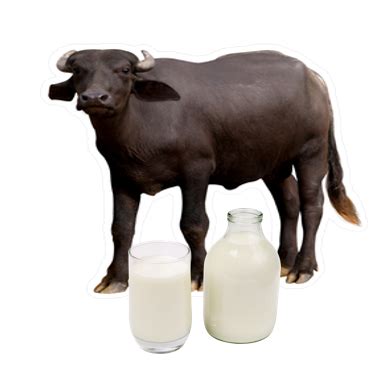 Buffalo Milk (1Lr) - Quality And Taste