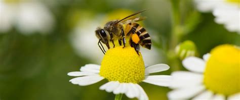 Bees, the Queens of Biodiversity: How and Why to Protect Them - Ecobnb