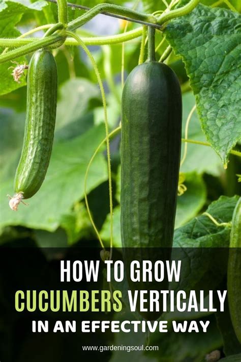 How To Grow Cucumbers Vertically In An Effective Way | Growing ...