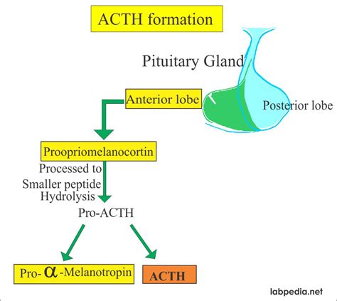 ACTH (Adrenocorticotropic Hormone), Cushing’s Syndrome – Labpedia.net