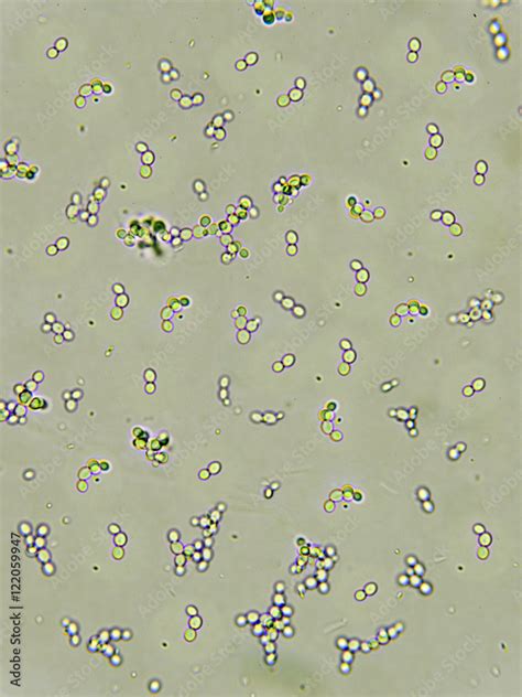 Yeast Cell Microscope