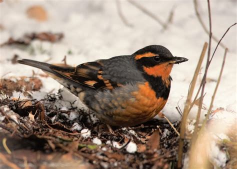 Male Varied Thrush Foraging in the Snow - FeederWatch