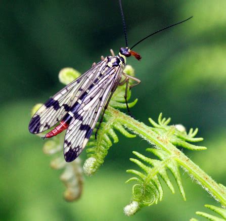 Scorpion fly | The Wildlife Trusts