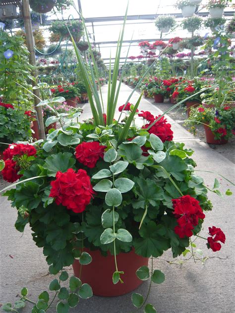 Geranium, Dracena (the spiky stuff), and vinca vine planter # ...