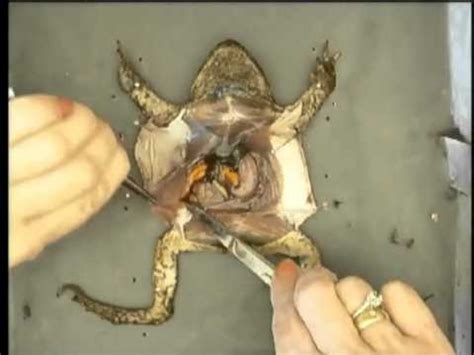 Toad Dissection Part 8 - Cutting the Coelom - YouTube