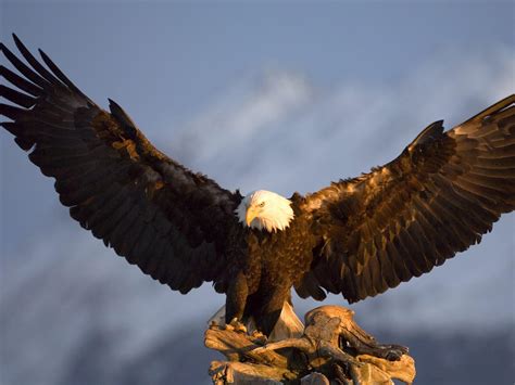 bald eagle facts for kids - Top Hd Wallpapers