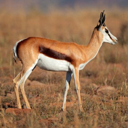 The Springbok | Wildlife Guide